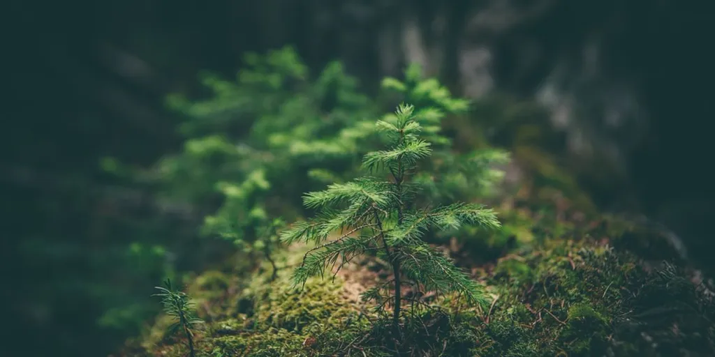 A new horizon for adaptive logical reasoning tests